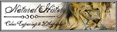 istock-nchistory