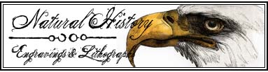istock-nhistory